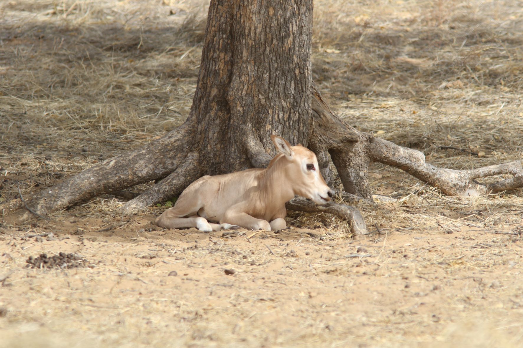 New artificial insemination technique successfully breeds critically endangered scimitar-horned oryx