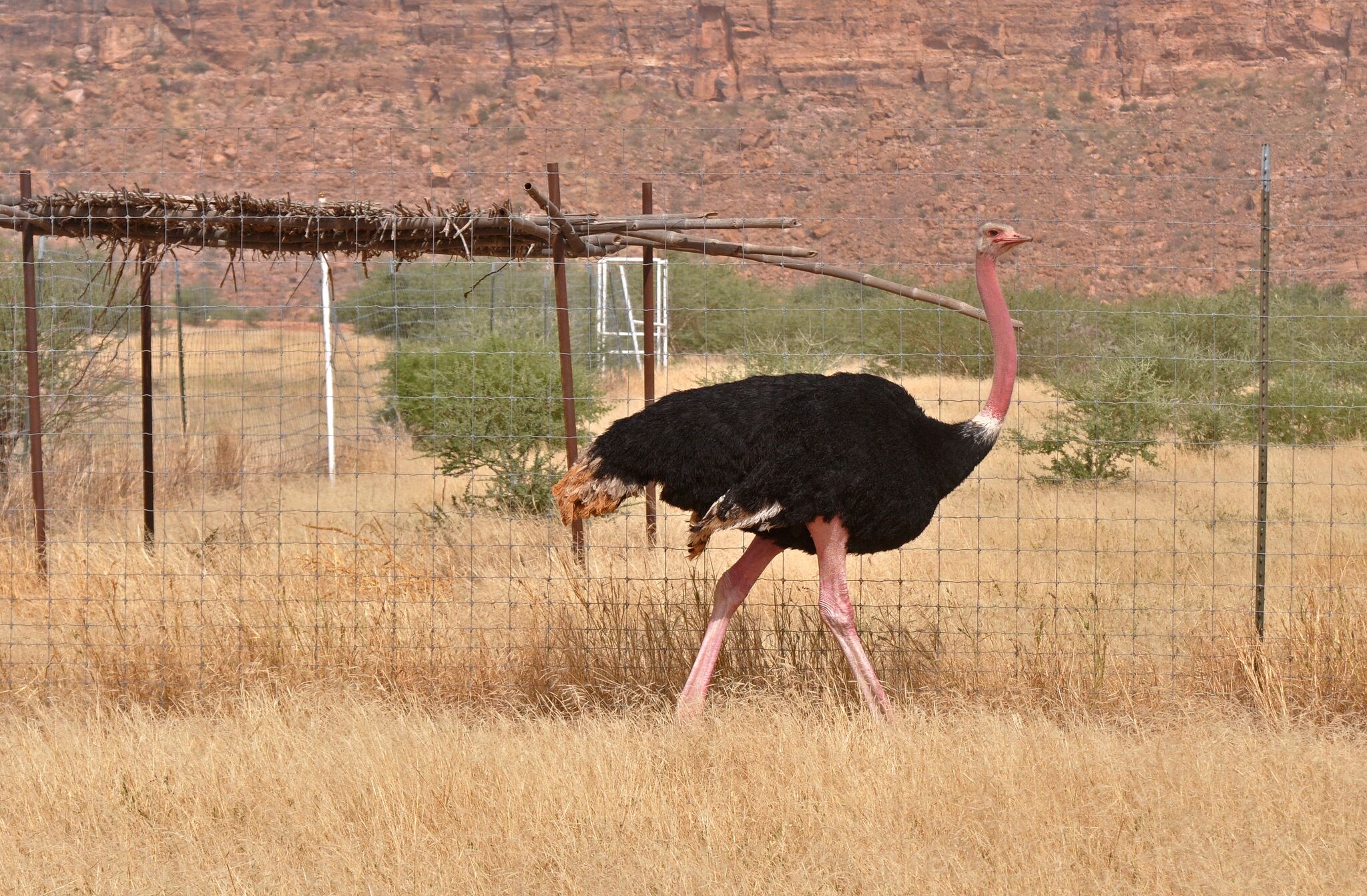 NatureForm partners with Sahara Conservation Fund to save North African ostriches