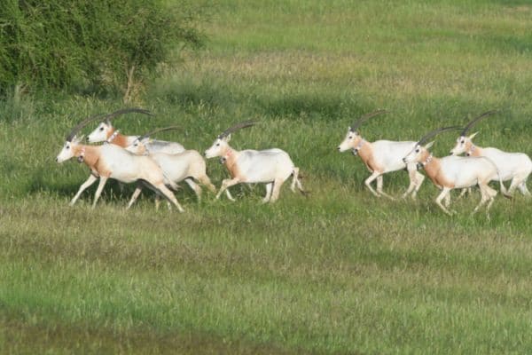 Zayed’s intervention brings extinct oryx back to life