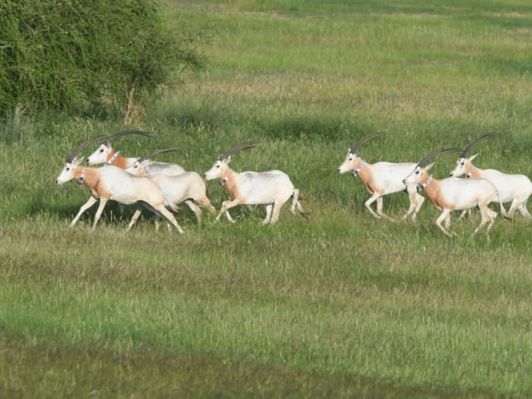 Zayed’s intervention brings extinct oryx back to life