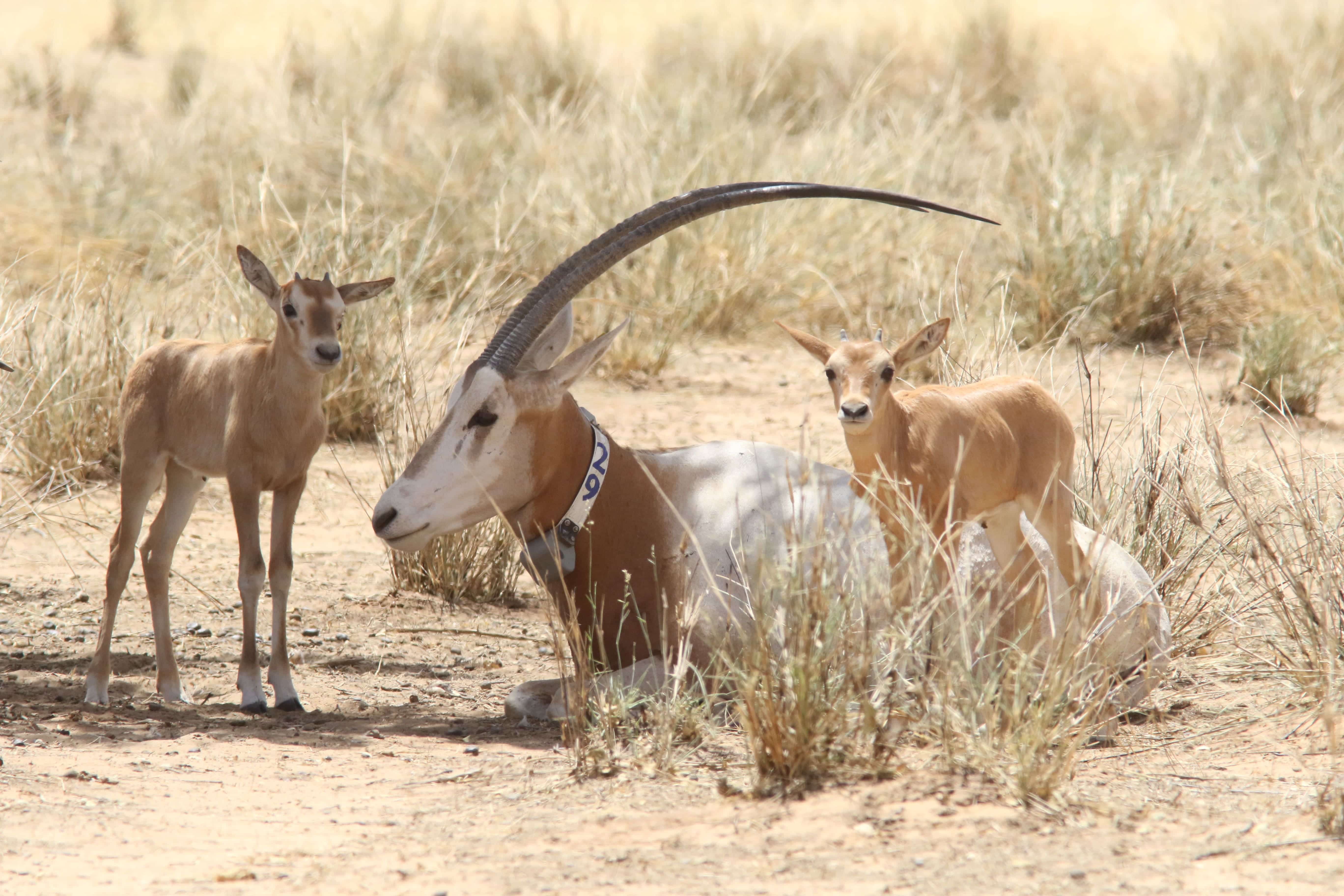 Sahelian plains of Chad welcome 40 Scimitar-horned Oryx calves