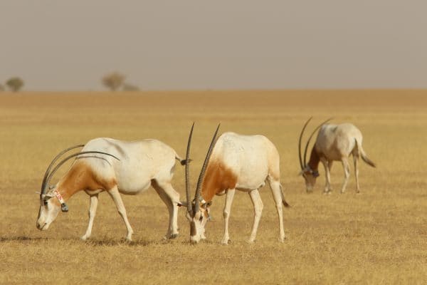 Another 75 Scimitar-Horned Oryx Released In Chad