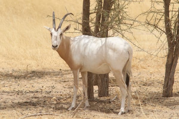 SCF Oryx Project Receives Strong Presidential Support