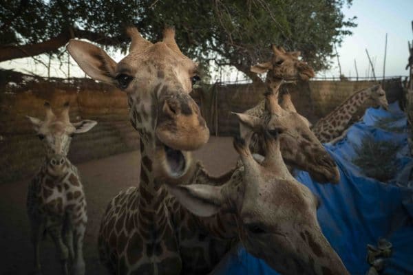 West African giraffe return to Gadabedji after 50 years of absence