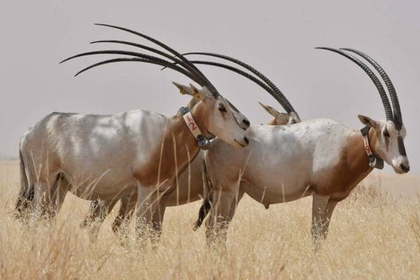 Oryx return to Chad thanks to UAE breeding programme