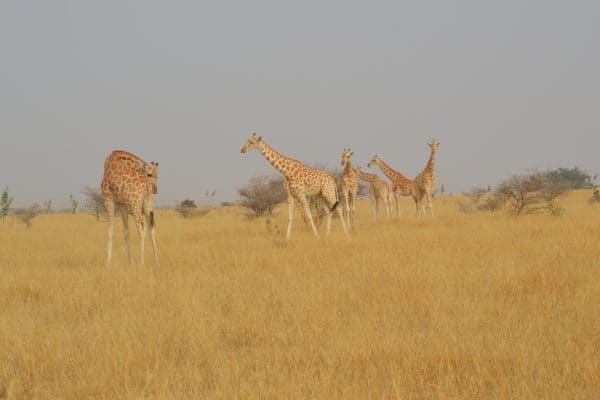 Niger to move protected giraffes as habitat shrinks