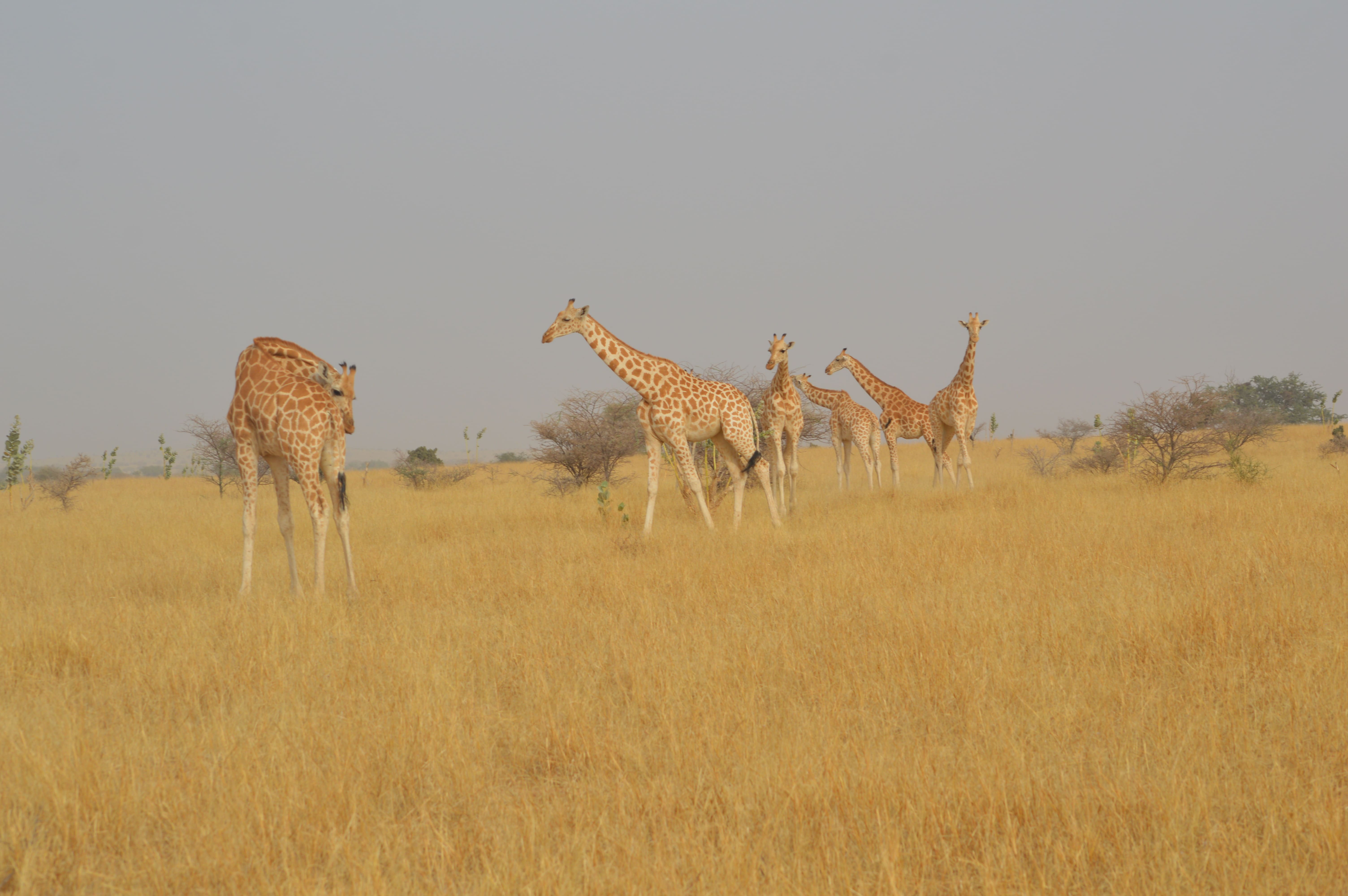 News From The 8 Recently Translocated West African Giraffes In Niger