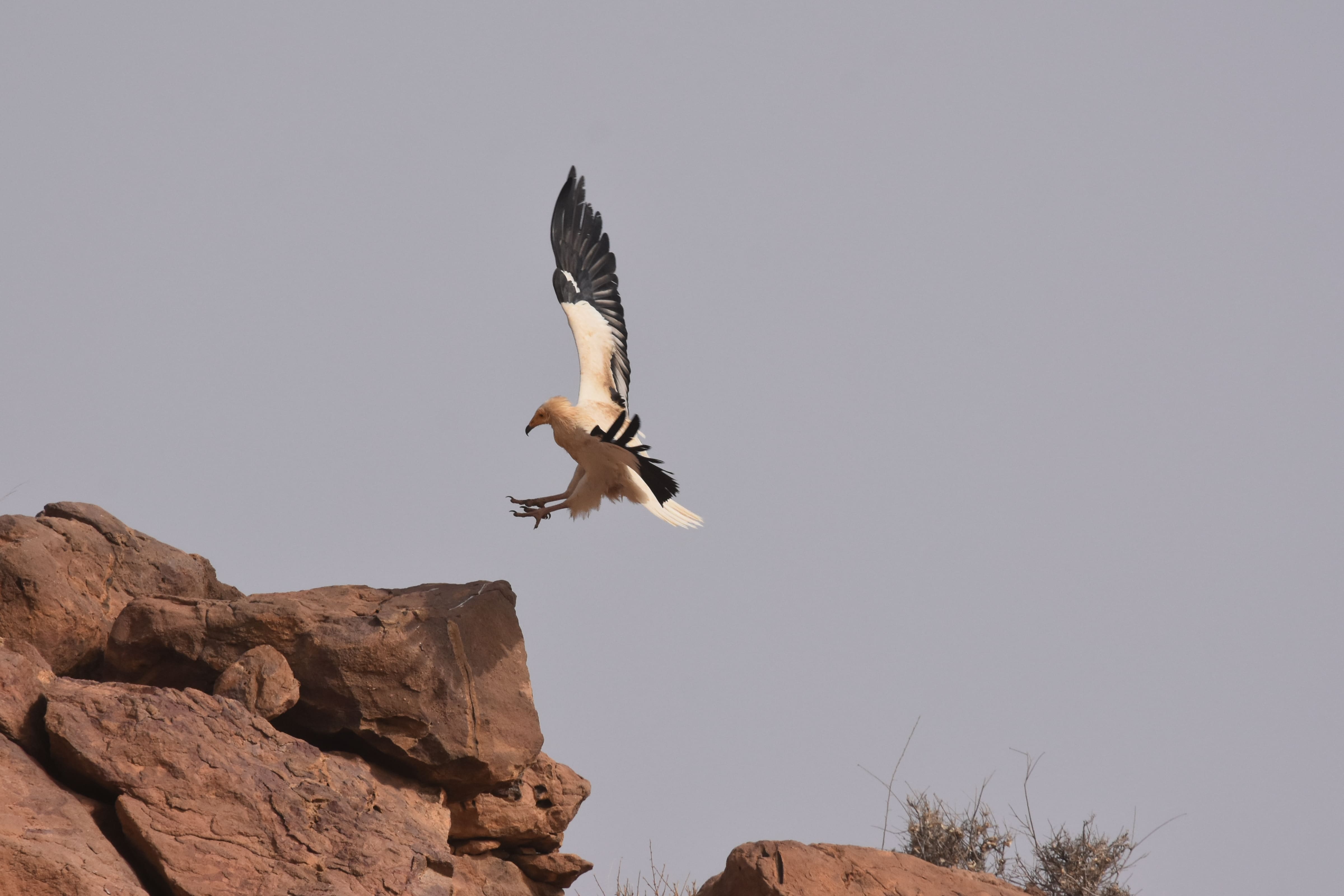 Threats To Egyptian Vultures