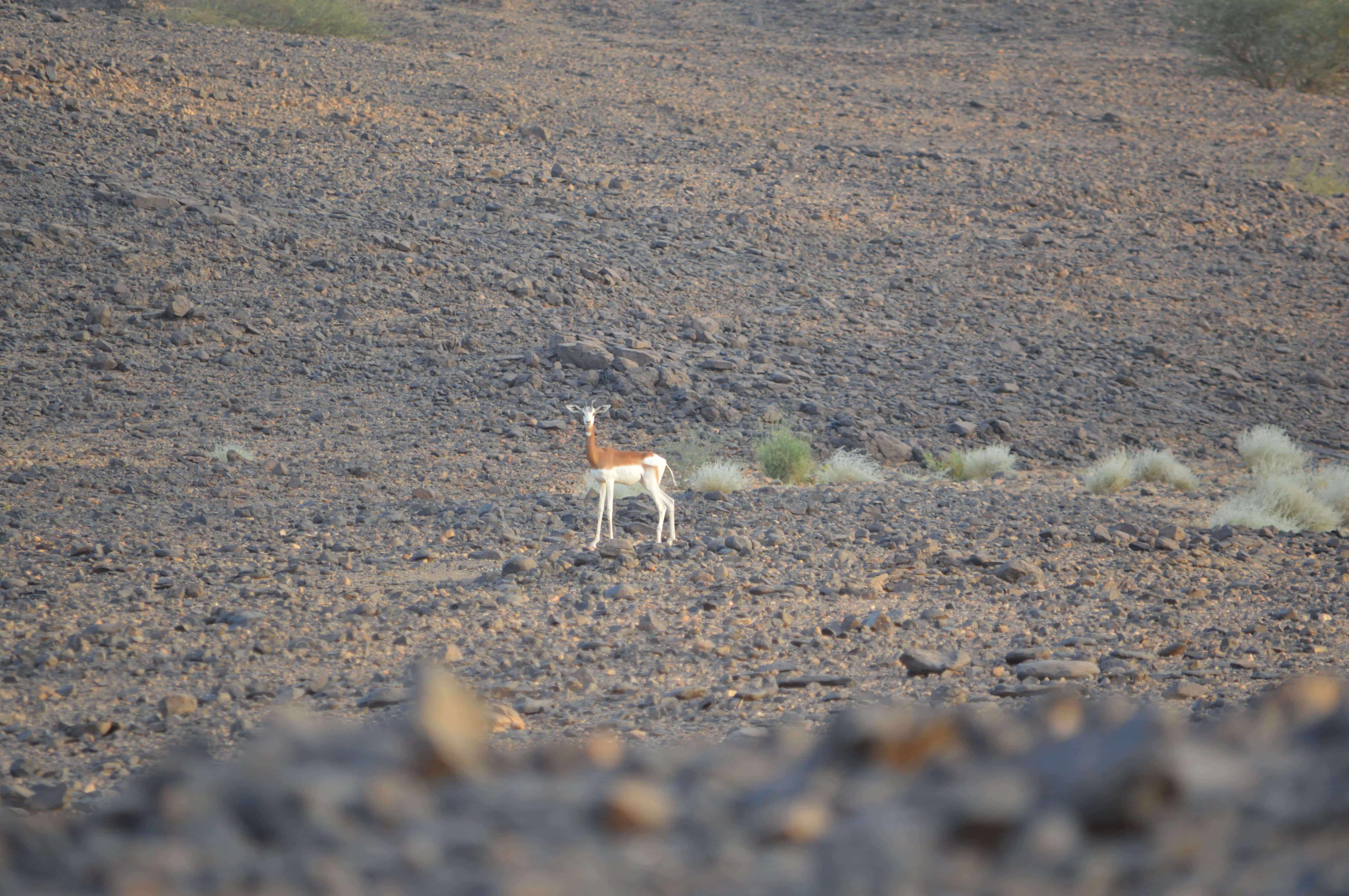 New Observations Of Dama Gazelles In The Wild