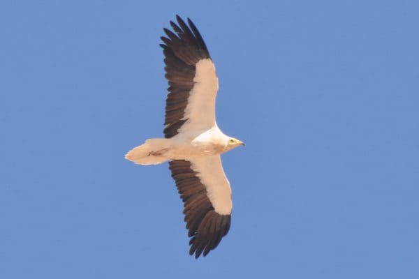 Niger, Sahel: The End Of The Migration Route For An Egyptian Vulture From Bulgaria