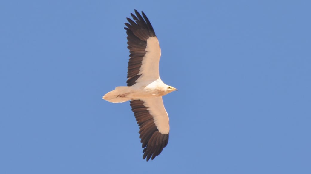 Niger, Sahel: The End Of The Migration Route For An Egyptian Vulture From Bulgaria