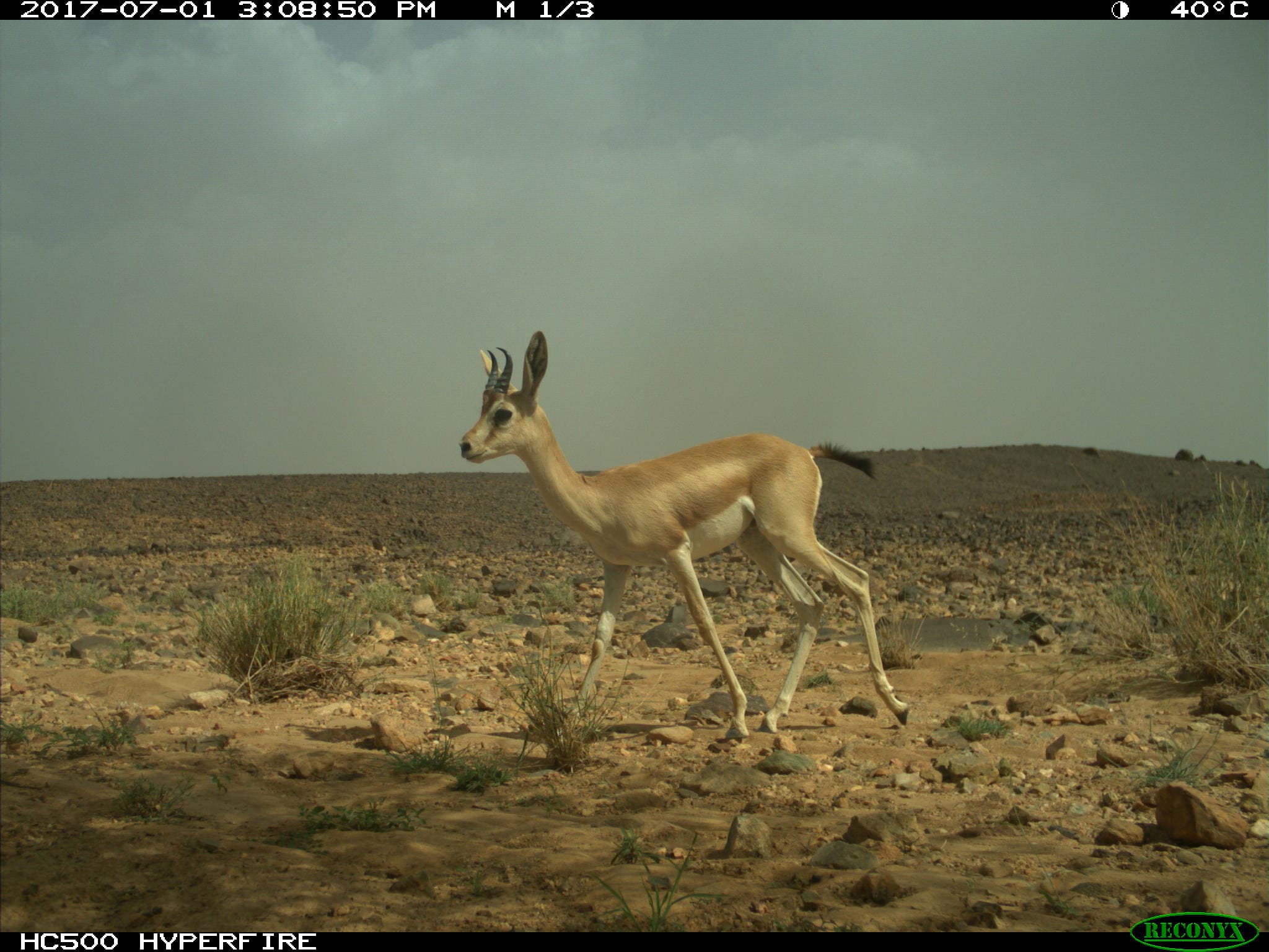 Monitoring Dama Gazelles In Northern Niger