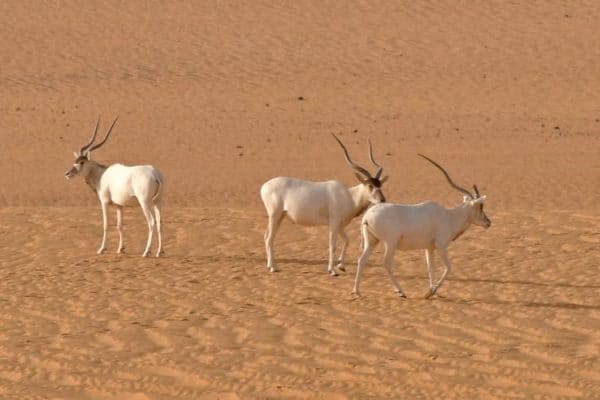 Niger will use drones to protect almost extinct addax antelopes
