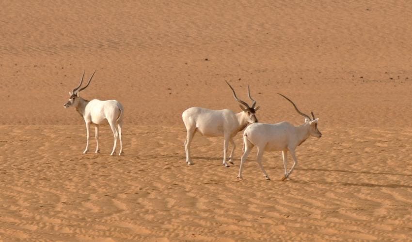 Niger will use drones to protect almost extinct addax antelopes