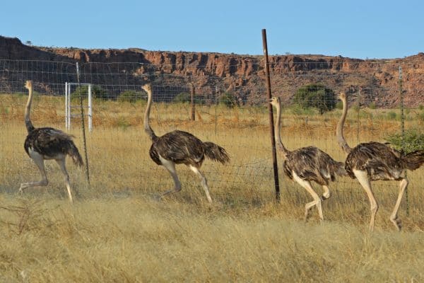 Strengthening Collaborations For The Recovery Of North African Ostrich