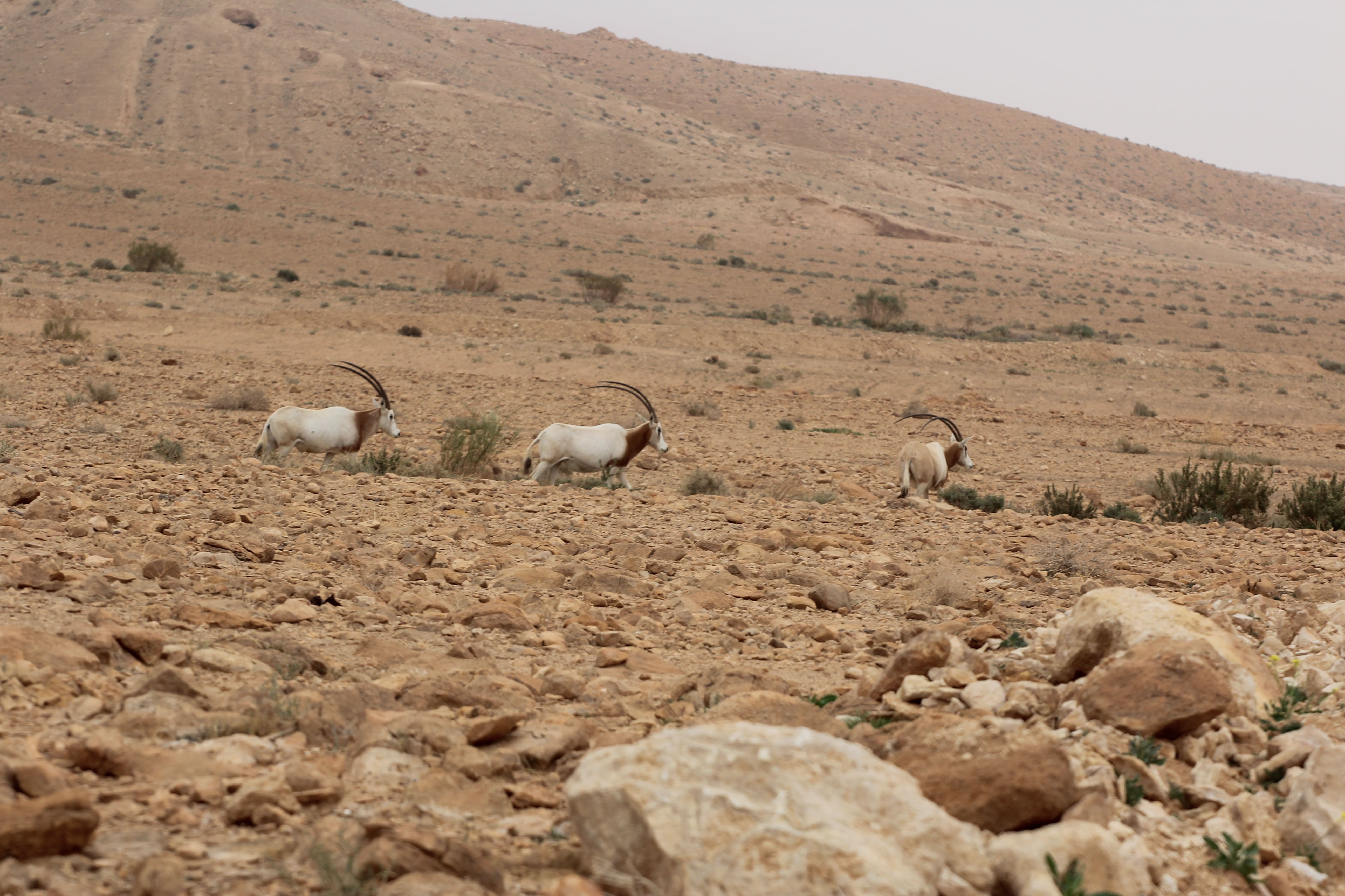 Antelope Conservation: Exporting Experience From Tunisia Across The Sahara