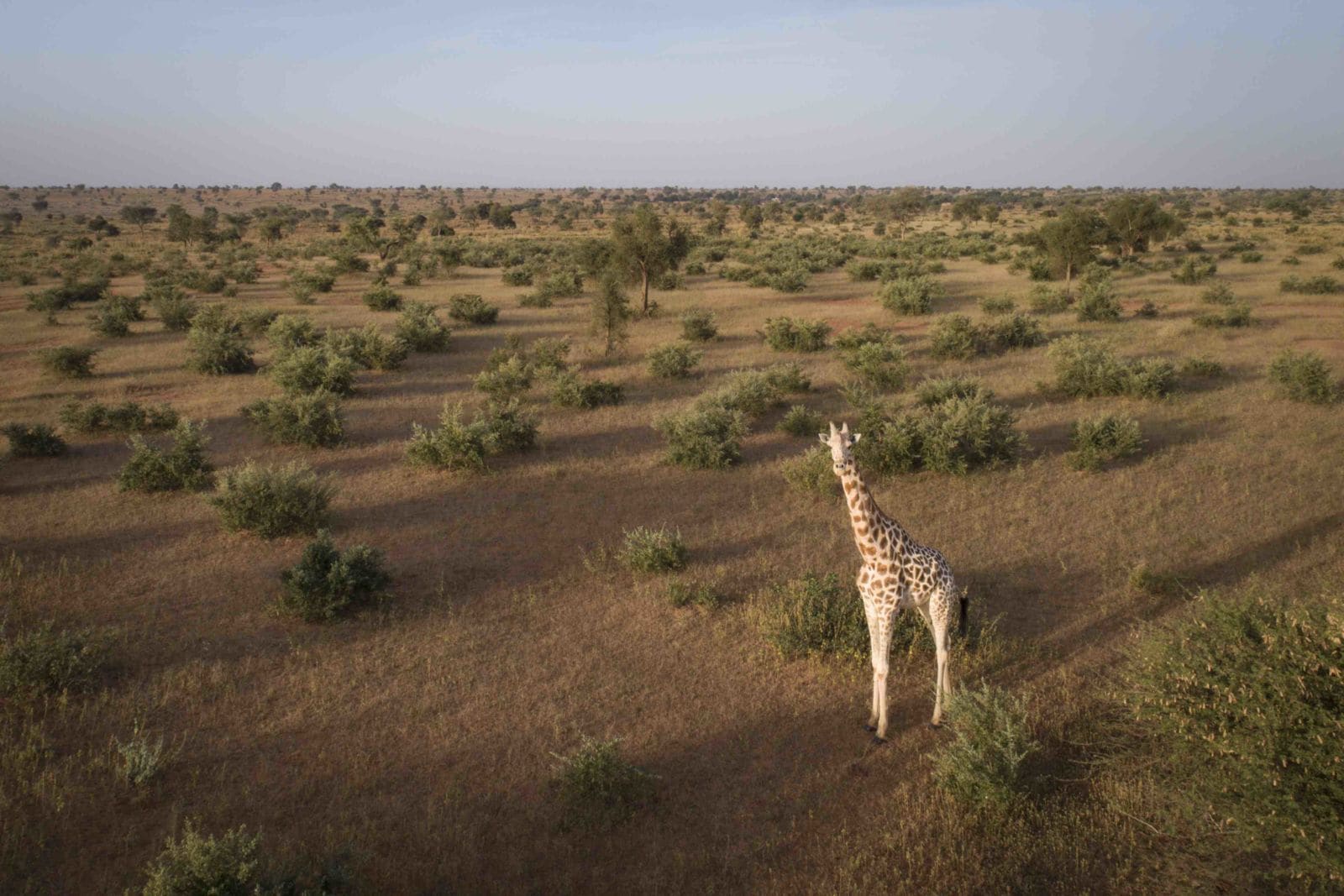 Saving giraffe from extinction is a tall order