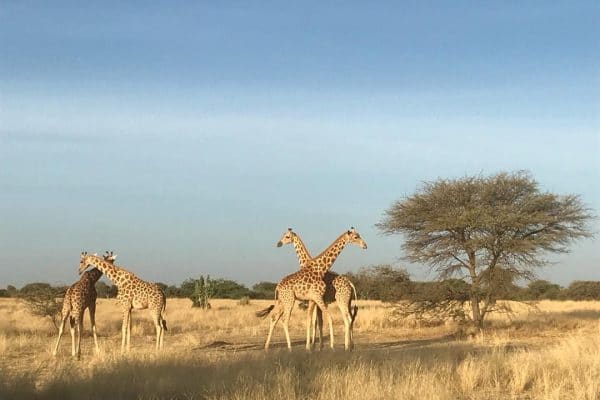 West African Giraffe Return To Gadabedji Biosphere Reserve After 50 Years Of Absence