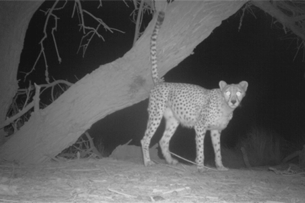 Rarely Seen Saharan Cheetah Revealed in Incredible Photos