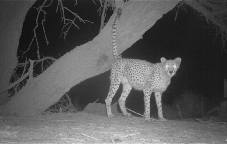 Rarely Seen Saharan Cheetah Revealed in Incredible Photos