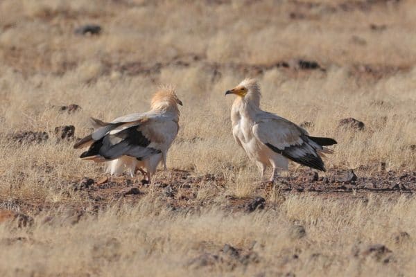 Egyptian Vulture Conservation: Latest Field Activities