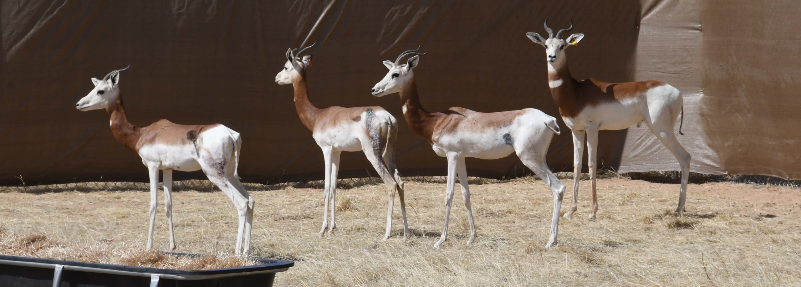 Saving the last critically endangered dama gazelles