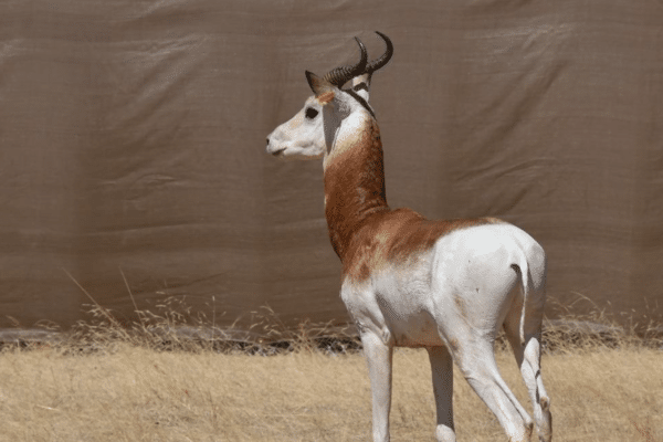 Saving the Last Critically Endangered Dama Gazelles