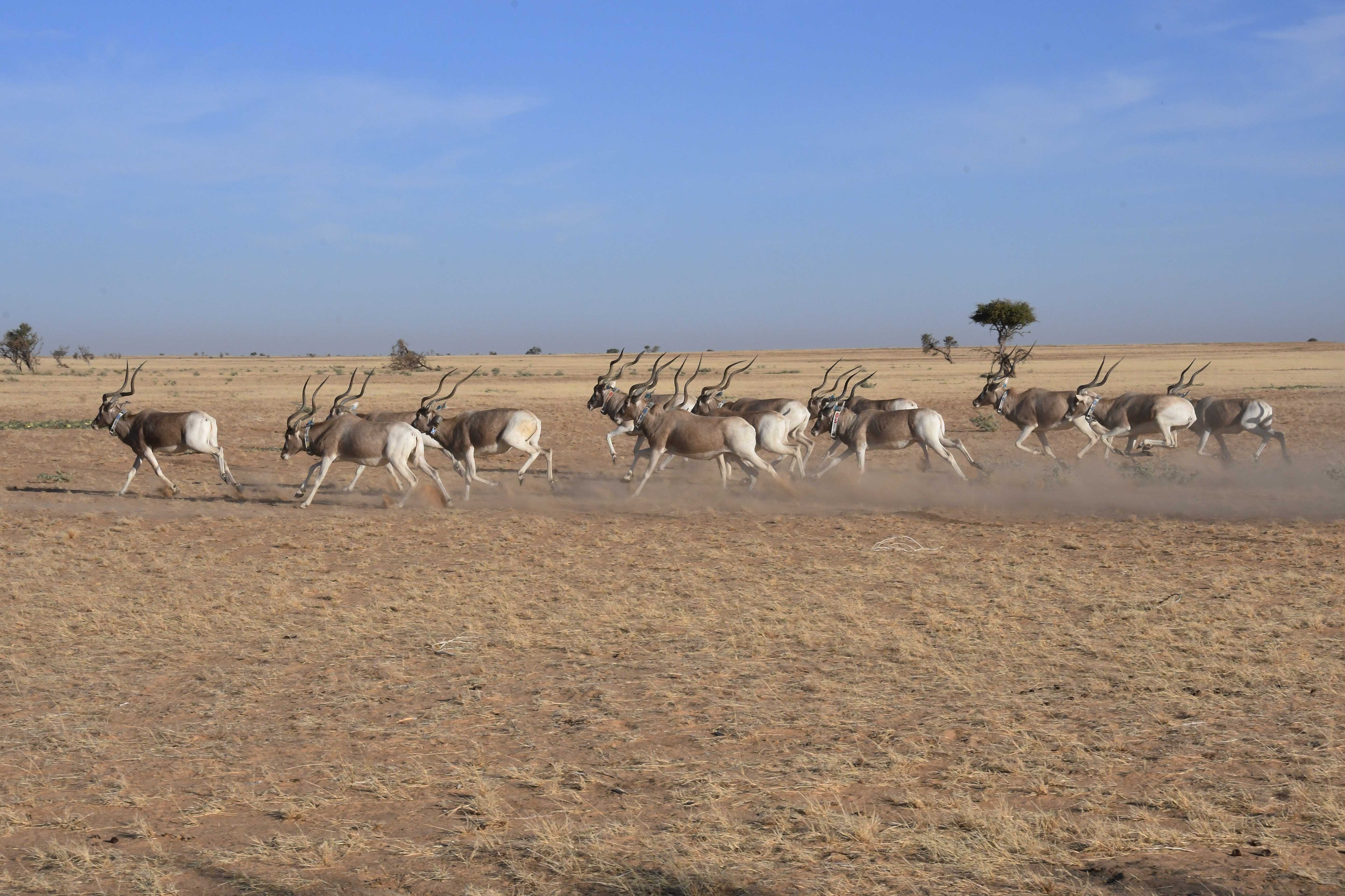 Movements of Newly Released Addax