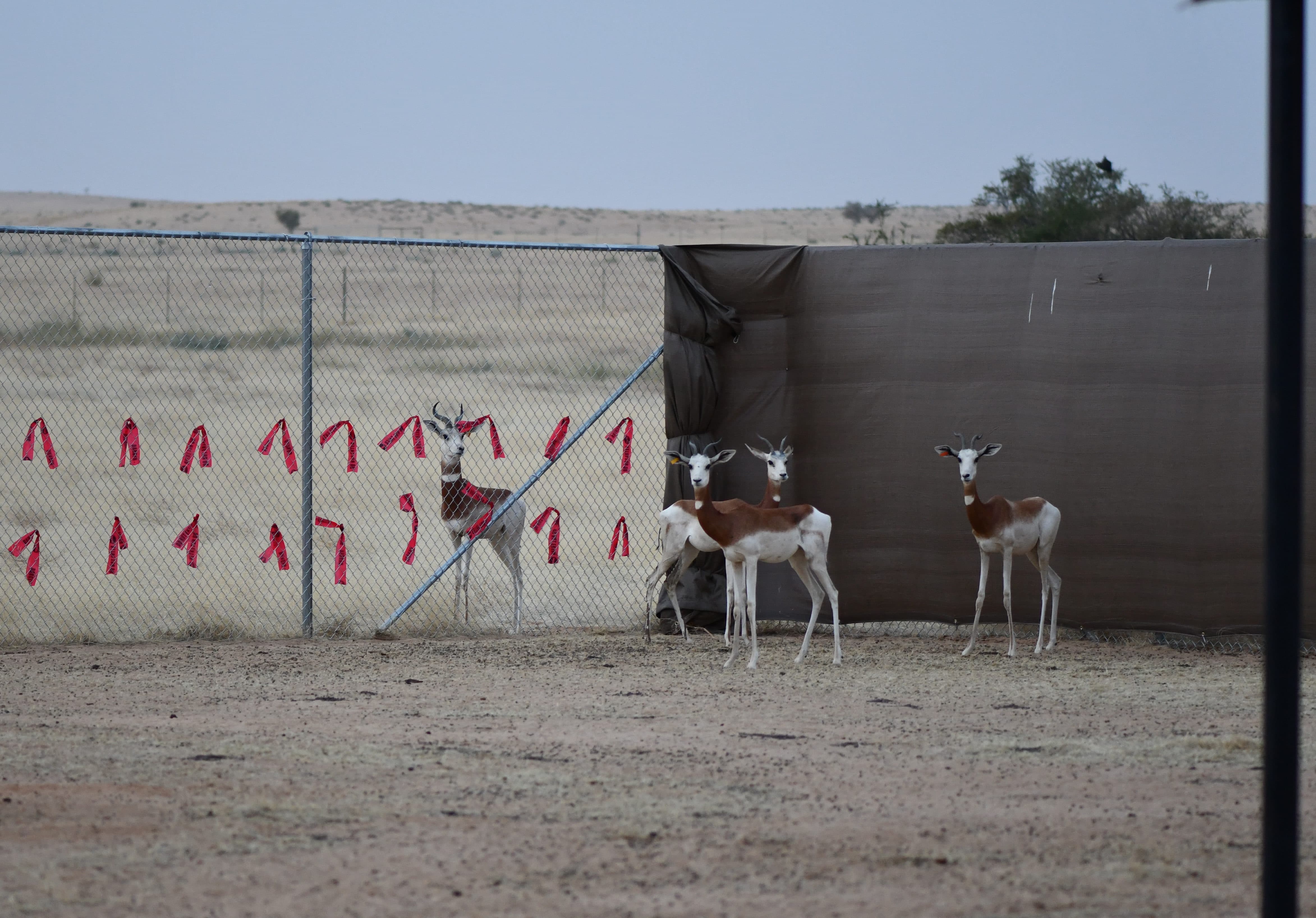 Dama Gazelle: Hard Lessons on the Road to Saving a Species