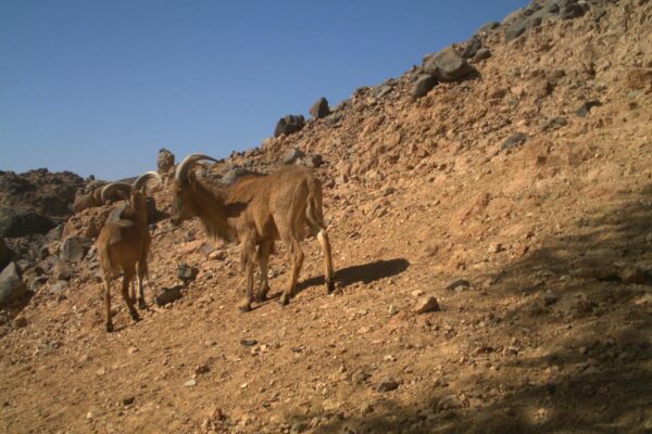 Barbary Sheep in Niger – A Population in Decline?