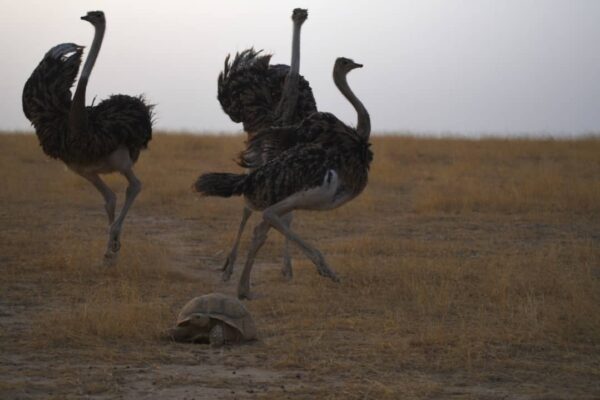 Oryx Conservation Success Expands to Ostriches in Chad