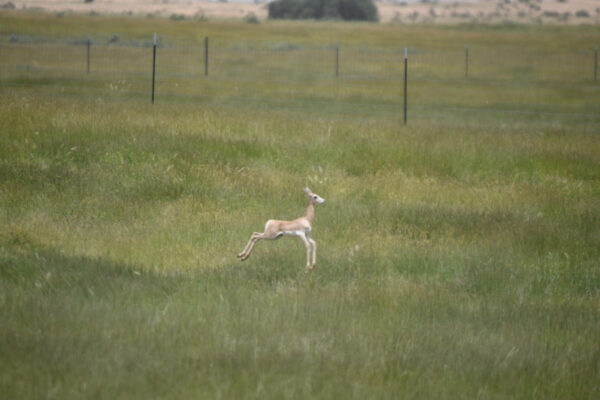 The Oryx Project Welcomes Newborn Dama Gazelle in Chad