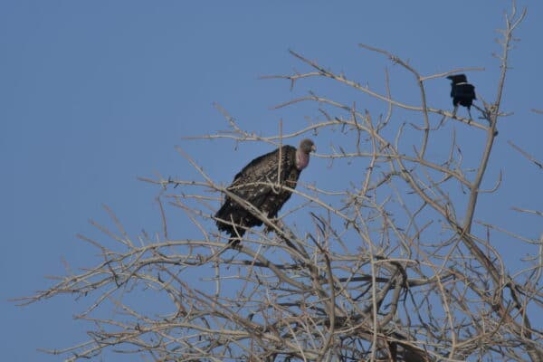 Monitoring Rüppell’s Vulture Breeding Populations in Niger: Latest Field Observations