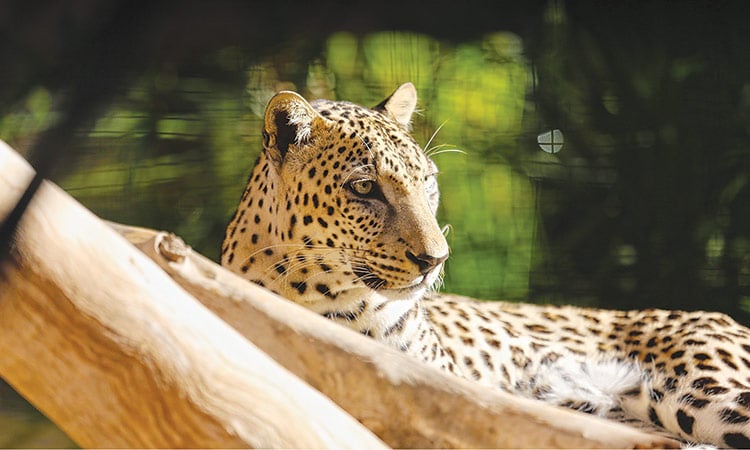 Al Ain Zoo marks Endangered Species Day