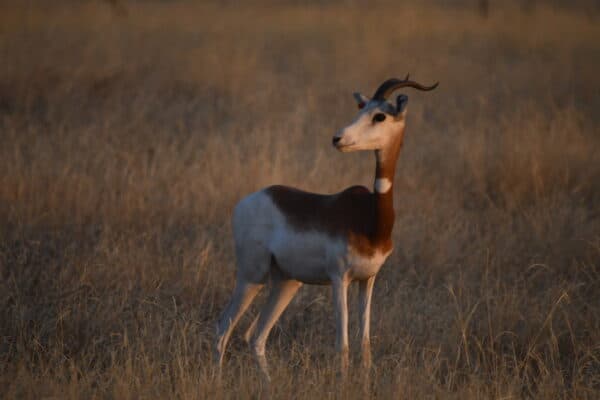 Incredible Passive Capture of a Wild Dama Gazelle