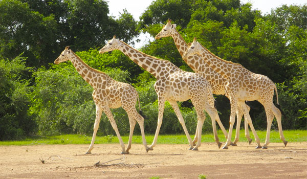Des drones pour la protection des girafes blanches au Niger