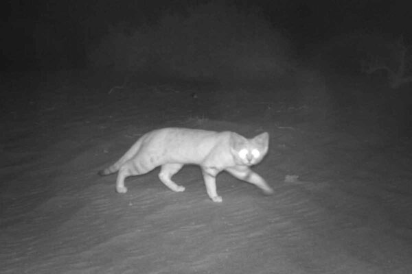 One of The World's Rarest Cats Was Just Spotted For The First Time in a Decade
