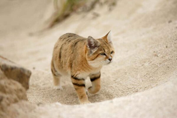 Arabian Sand Cat Spotted for First Time in a Decade