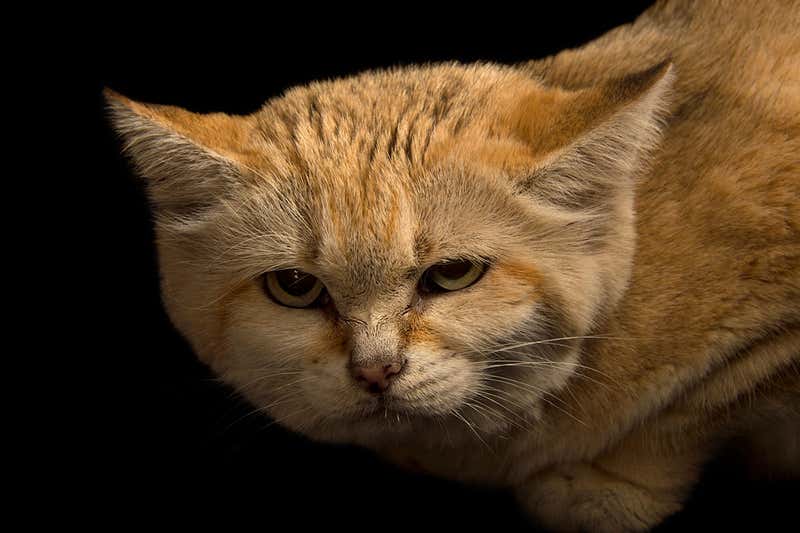 Elusive Arabian sand cat spotted after 10 years’ disappearance