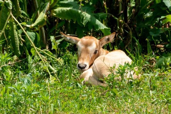 New Artificial Insemination Technique Successfully Breeds Critically Endangered Scimitar-Horned Oryx