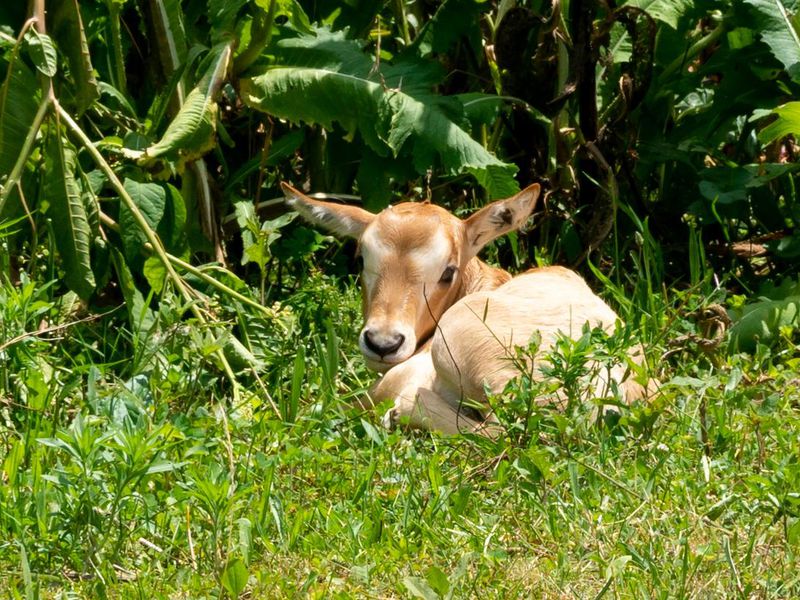 New Artificial Insemination Technique Successfully Breeds Critically Endangered Scimitar-Horned Oryx
