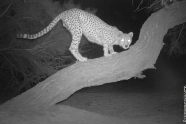 Night-vision photos show elusive Saharan cheetah