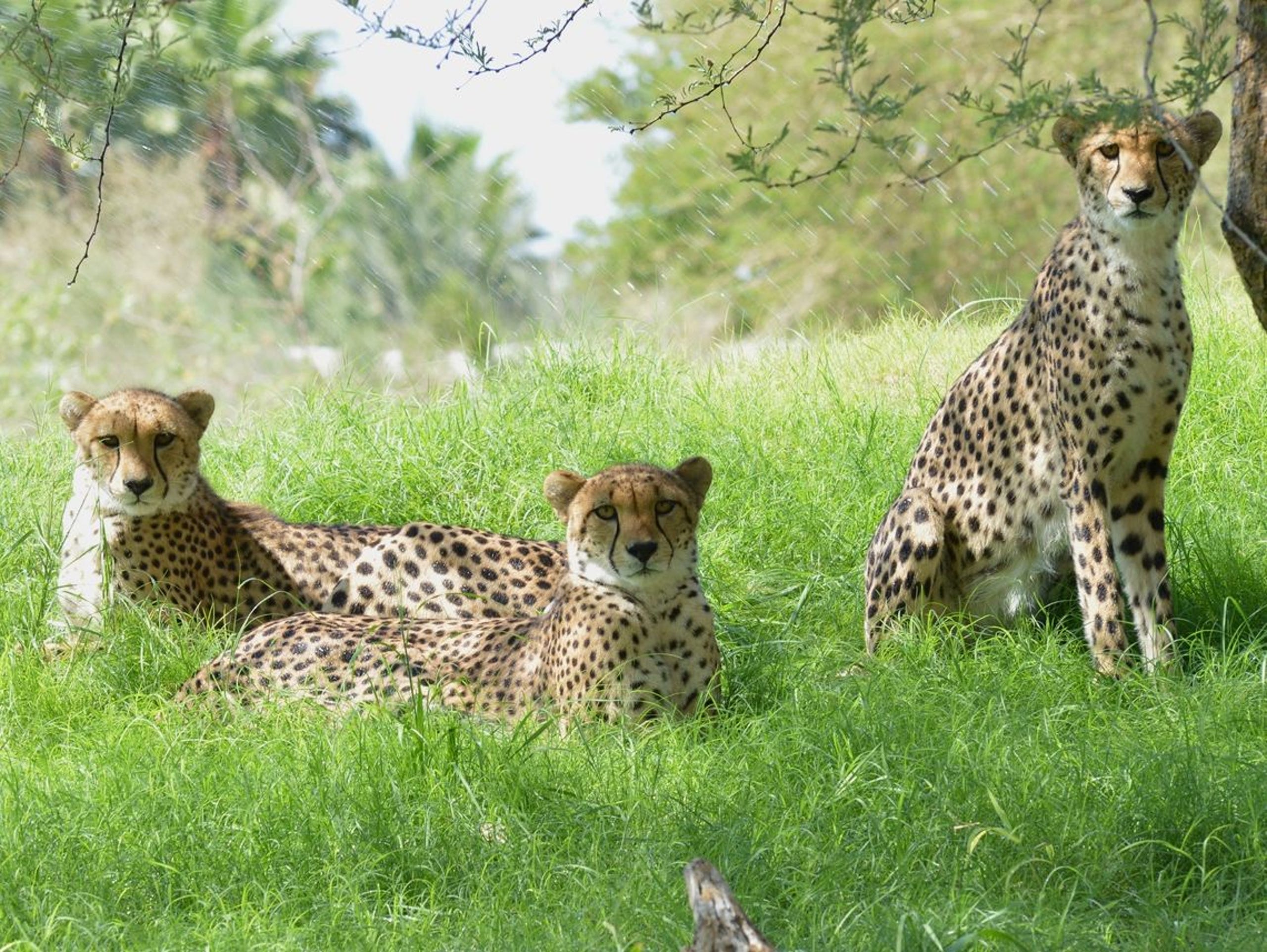 Cheetahs taking center stage at Living Desert