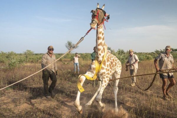 Saving the last West African giraffes in Niger
