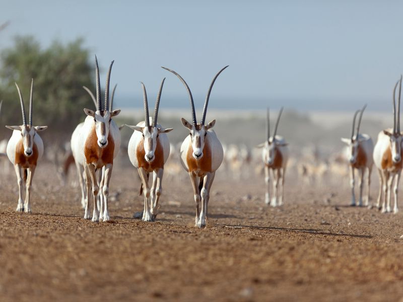 Smithsonian Researchers Are Bringing the Oryx Back to the Wild
