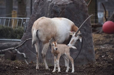 Oryx That's Extinct in the Wild Born at Staten Island Zoo