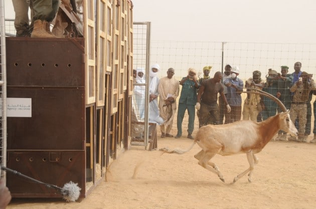 25 Scimitar-Horned Oryx to be Reintroduced to the Wild in Chad