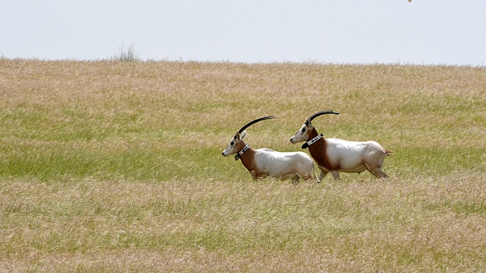 Antelopes Are Returning to The Sahara 20 Years After Going Extinct in The Wild