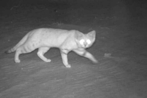 Elusive Arabian Sand Cats Photographed In the Wild For the First Time In 10 Years