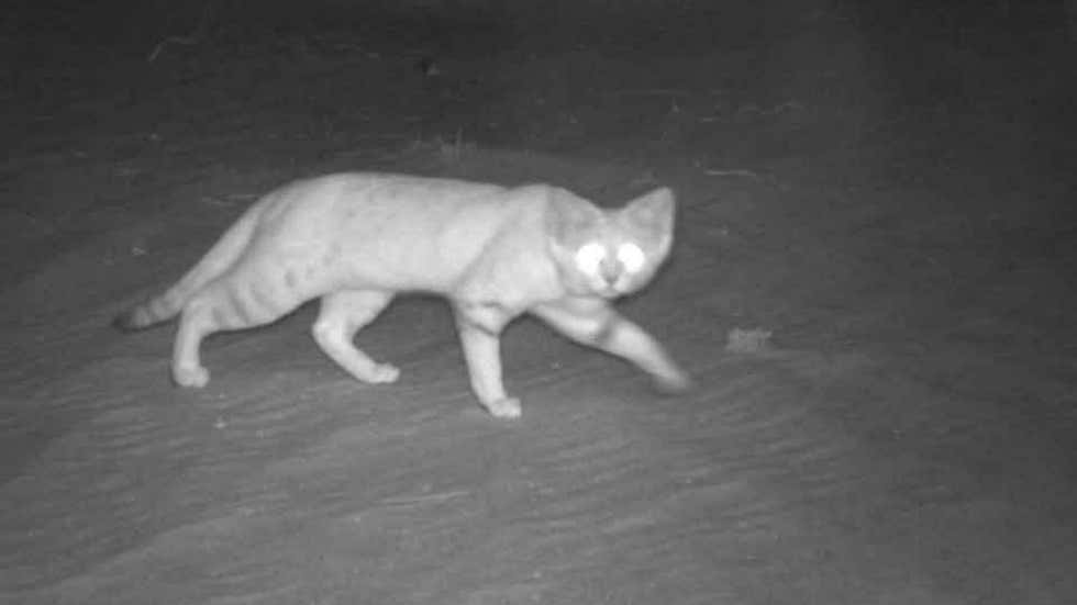 Elusive Arabian Sand Cats Photographed In the Wild For the First Time In 10 Years